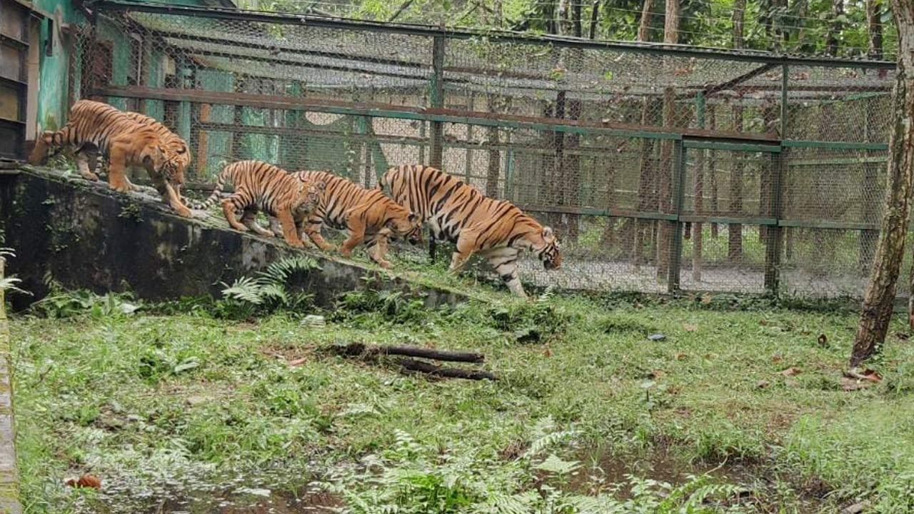 Safari Park: শীলা-বিভানের চার ছানাকে ছাড়া হল বেঙ্গল সাফারিতে, আনা হবে সিংহও