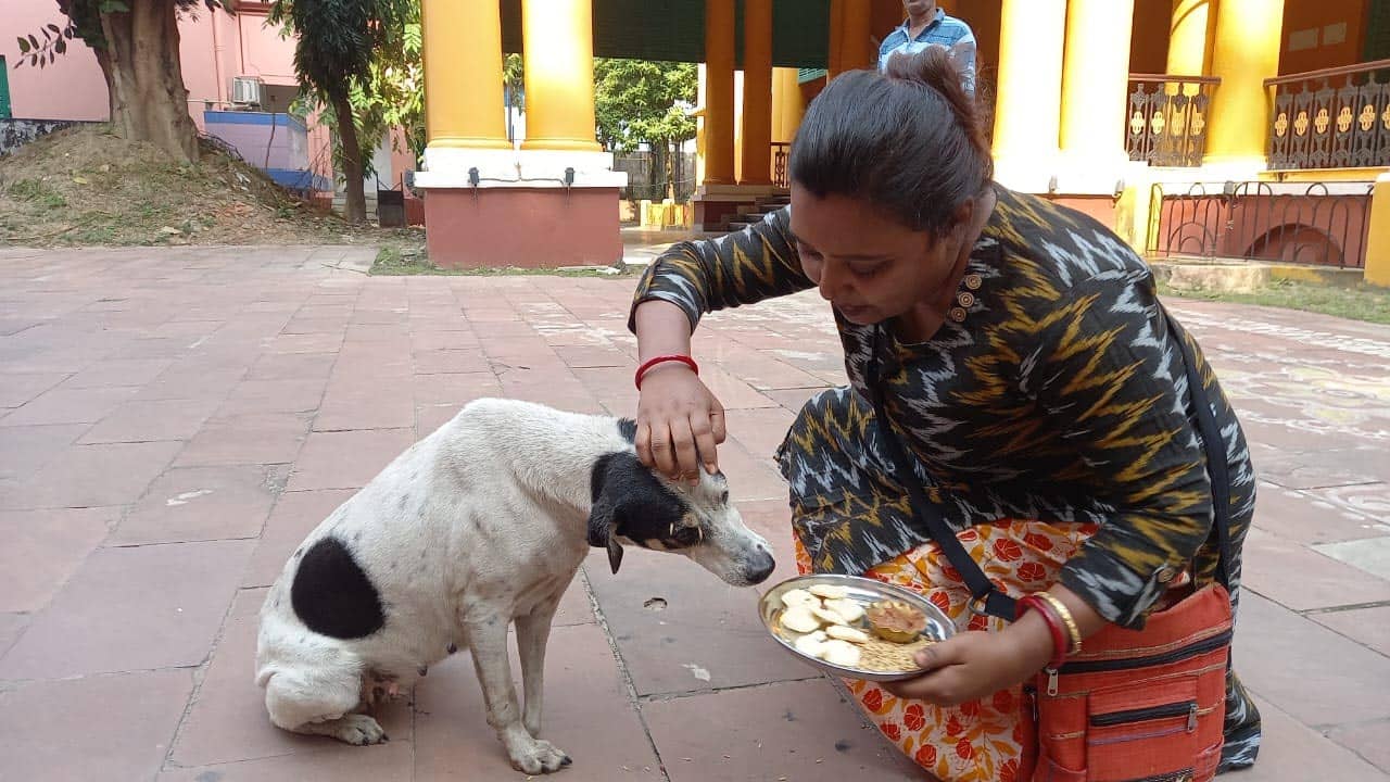Bhaifota: পথকুকুররা ভাইফোঁটা পেল চন্দননগরে