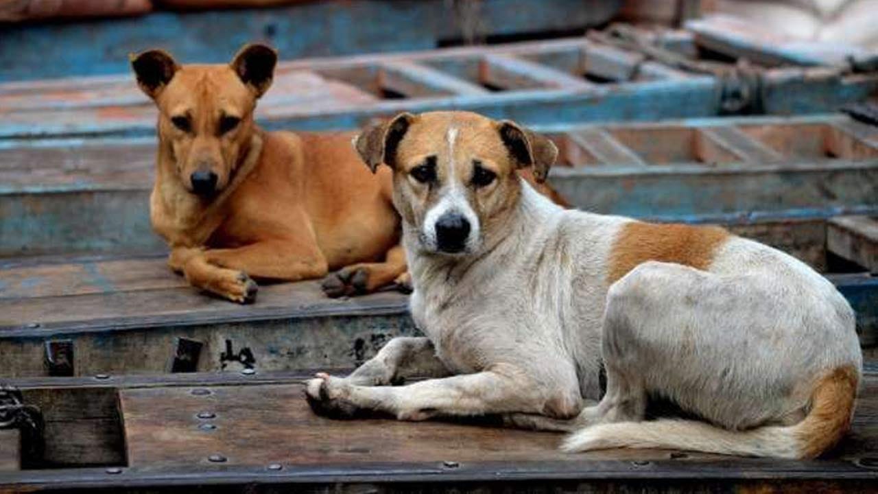 Shocking News: পথকুকুরদের মারতে গিয়ে এয়ার গানের বুলেট মহিলার পায়ে, জেলে ৭২ বছরের ব্যক্তি Shocking News: পথকুকুরদের মারতে গিয়ে এয়ার গানের বুলেট মহিলার পায়ে, জেলে ৭২ বছরের ব্যক্তি