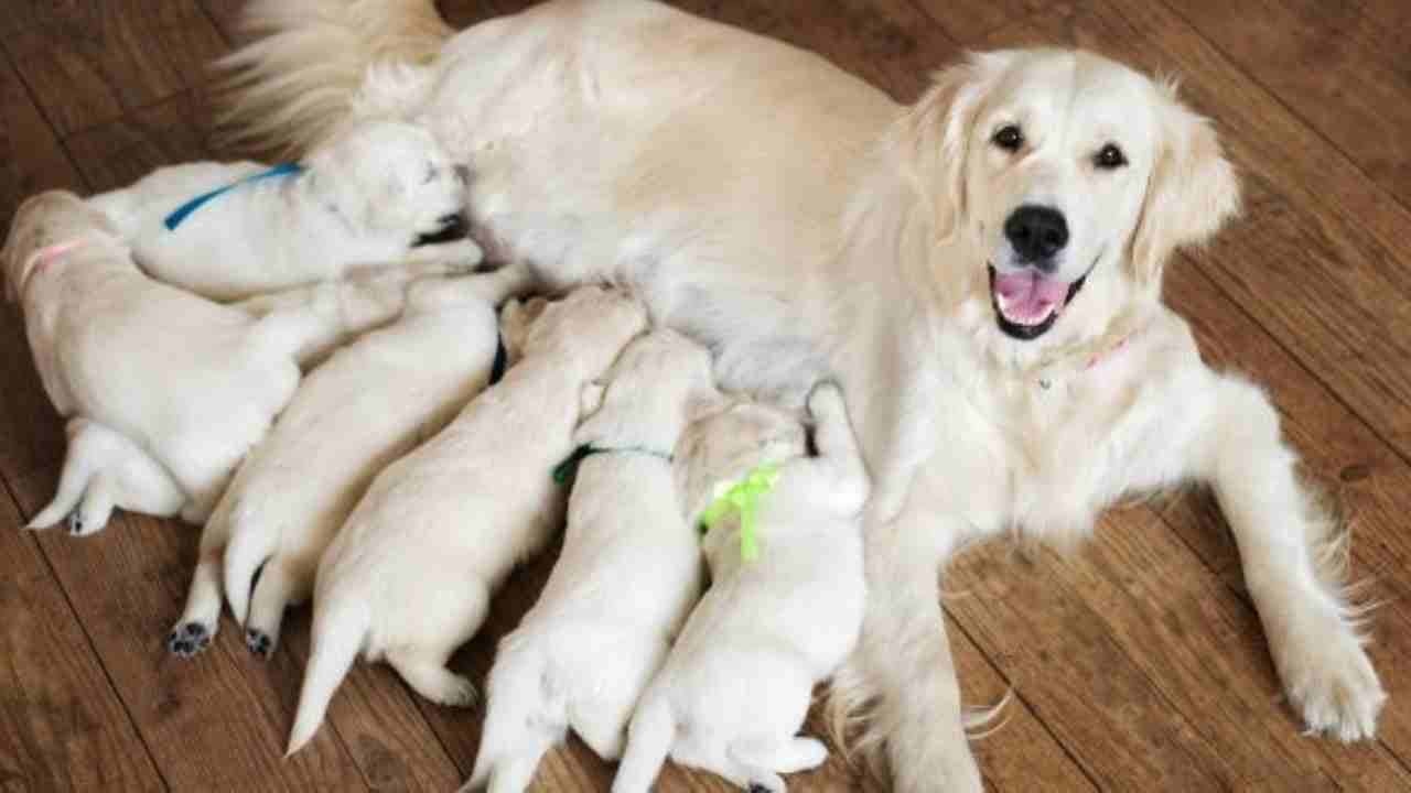 Kenya: কুকুরকে বুকের দুধ খাওয়াতে বাধ্য করলেন বস, তোলা হল বিকৃত ভিডিয়ো