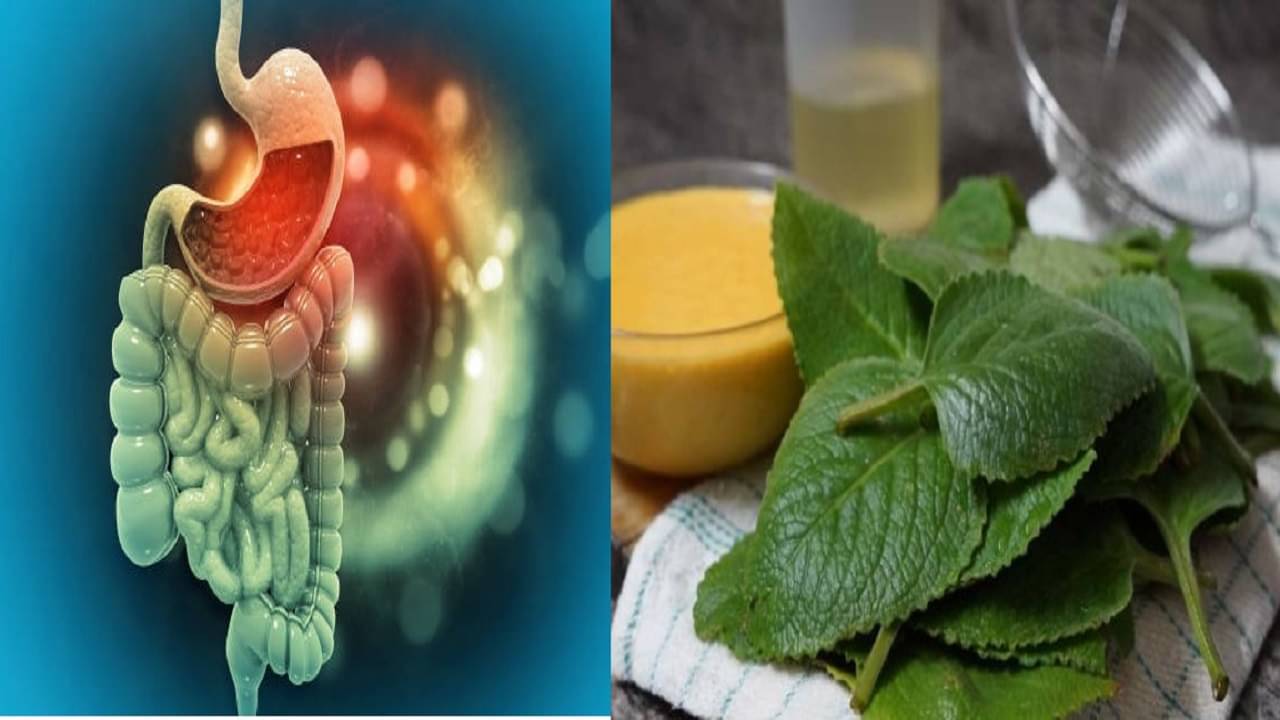 Gut Related Issues: গ্যাস-অম্বল পেট খারাপ কিছু না কিছু লেগেই রয়েছে? এই ৫ ভেষজেই পেট হবে পরিষ্কার