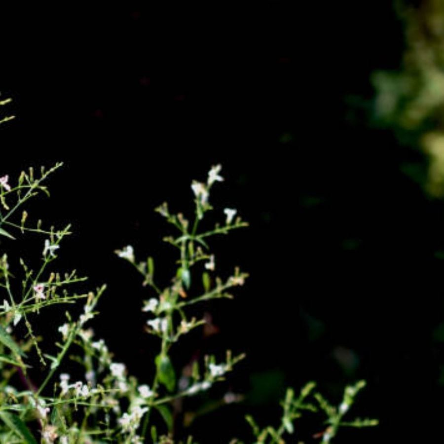 গলার মধ্যে জ্বালা, চুলকুনি ভাব থাকলে বিরক্ত তো লাগেই। এক্ষেত্রে নুন জলে অবশ্যই গার্গল করতে হবে। পাশাপাশি কালমেঘ পাতার রস করেও খাওয়া যেতে পারে। কালমেঘ পাতায় রয়েছে অ্যান্টিভাইরাল গুণ। এছাড়াও তা রক্ত পরিষ্কার রাখতে সাহায্য করে। বিশেষত শিশুদের ক্ষেত্রে এটি খুবই উপকারী। টনসিলের সমস্যা কারও কারও ক্ষেত্রে দীর্ঘস্থায়ী অস্বস্তির কারণ হয়ে যায়। খেতে পারেন না। গলায় ইনফেকশন হয়ে যায় অনেকের। সেক্ষেত্রেও মন্ত্রের মতো কাজ করে এই ভেষজ।