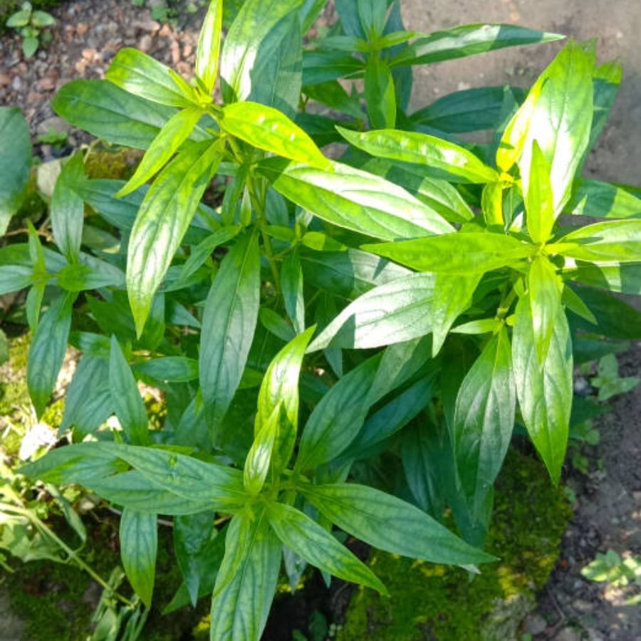 এই আবহাওয়ায় শরীরে রোগ প্রতিরোধ ক্ষমতা বাড়িতে তোলা খুব জরুরি। সবজি, মাছ, ফল, জল ইত্যাদি বেশি করে খেতে হবে। যে কোনও শরীর খারাপেই প্রধান ওষুধ হল জল। জল যত বেশি খাওয়া যায় ততই ভাল। এতে অনেক সমস্যা সহজে দূর হয়ে যায়। 