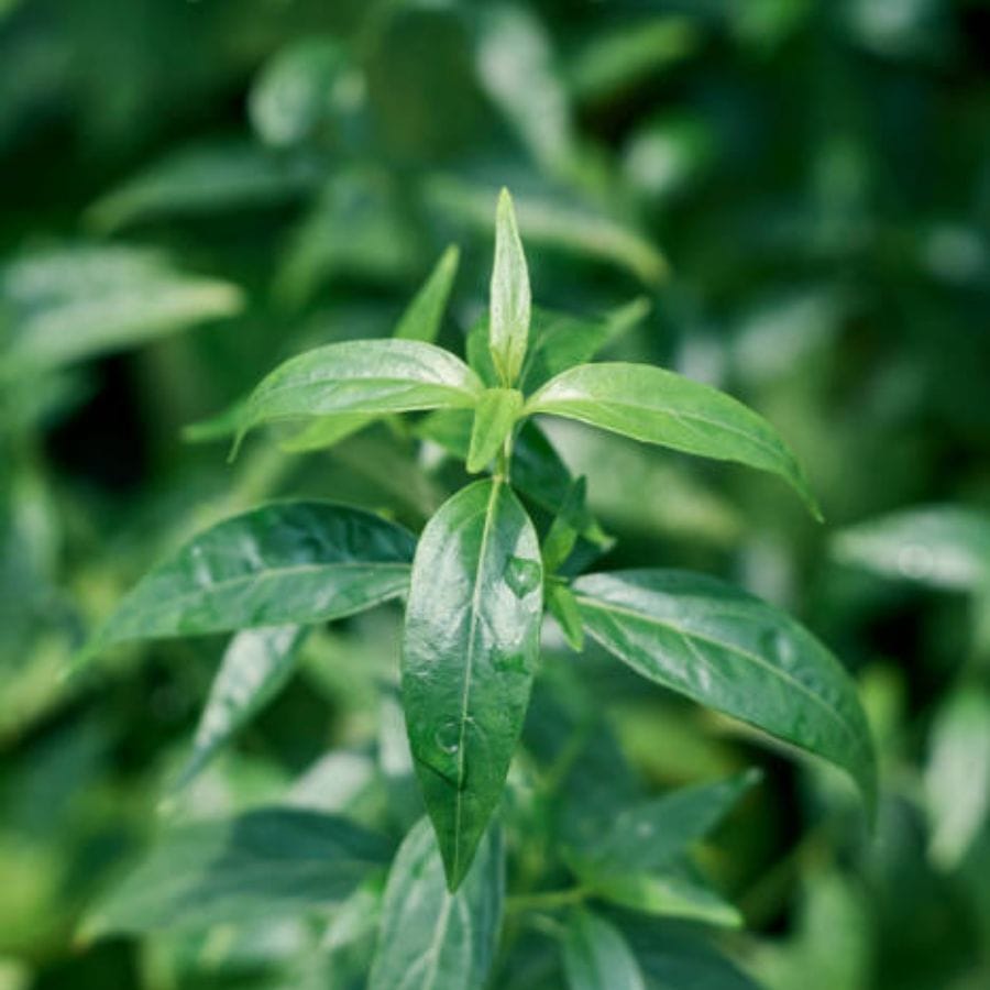 কোল্ড অ্যালার্জির সমস্যা থাকলেও এই পাতা অবশ্যই খাবেন। এই পাতার মধ্যে থাকা অ্যান্টিমাইক্রোবিয়াল, অ্যান্টি-ইনফ্লেমেটরি এবং ইমিউনোমোডুলেটরি বৈশিষ্ট্য এক্ষেত্রে কাজে লাগে। নাক থেকে ক্রমাগত জল ঝরলে কালমেঘ পাতার রস খেলে উপকার পাওয়া যায়। হালকা জ্বর, গলা ব্যাথা, সর্দির সমস্যাতেও প্রাকৃতিক উপাদান হিসেবে কালমেঘ পাতার রস খাওয়ার পরামর্শ দেন চিকিৎসকেরা। 