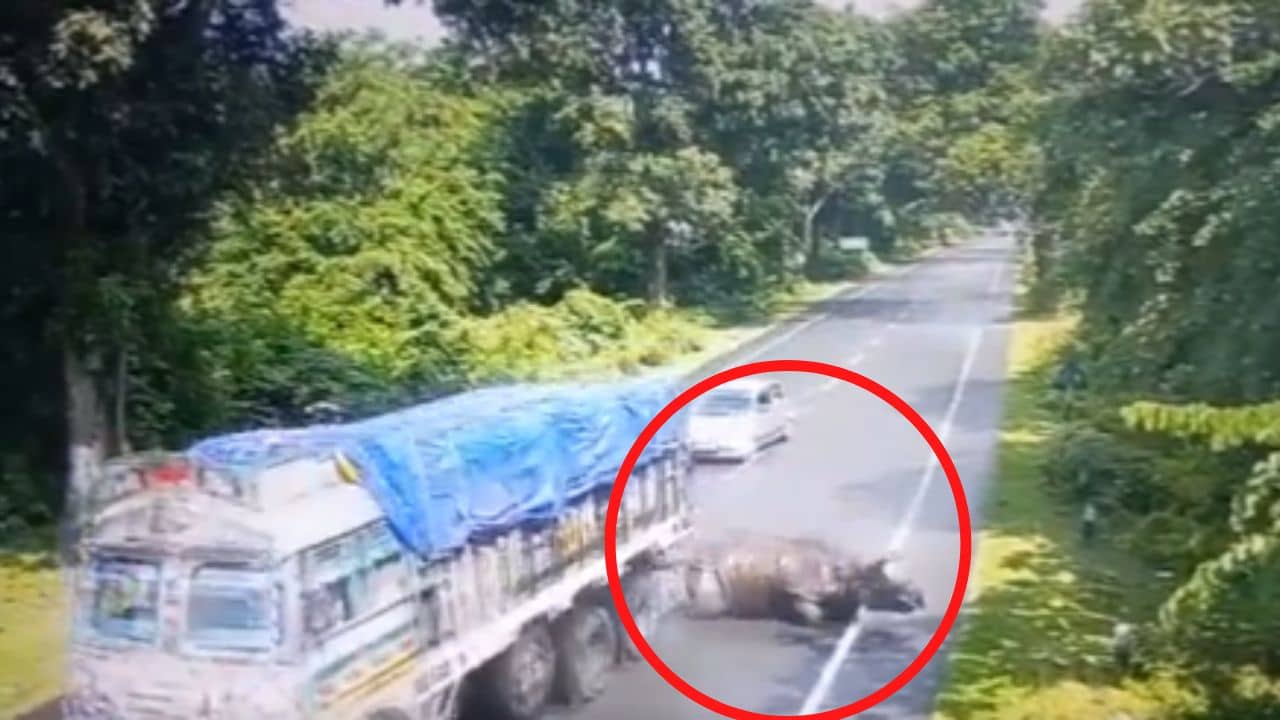 Himanta Biswa Sarma: নিয়ম ভেঙে দ্রুতগতিতে ছুটছিল ট্রাক, ধাক্কায় গুরুতর আঘাত পেল গণ্ডার, কড়া শিক্ষা দিলেন মুখ্যমন্ত্রী