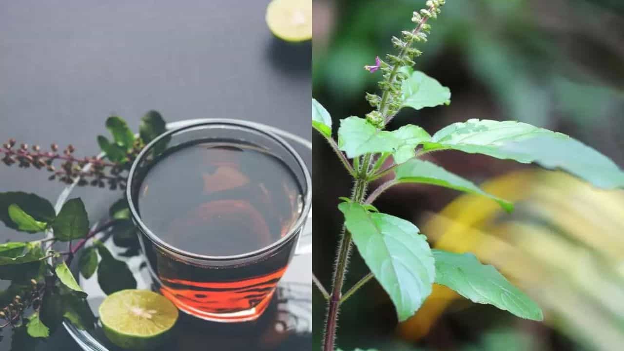 Tulsi Tea: শীতের আগে সব রোগ থেকে দূরে রাখবে ভেষজের রানি! প্রতিদিন পান করুন গরম তুলসির চা Tulsi Tea: শীতের আগে সব রোগ থেকে দূরে রাখবে ভেষজের রানি! প্রতিদিন পান করুন গরম তুলসির চা