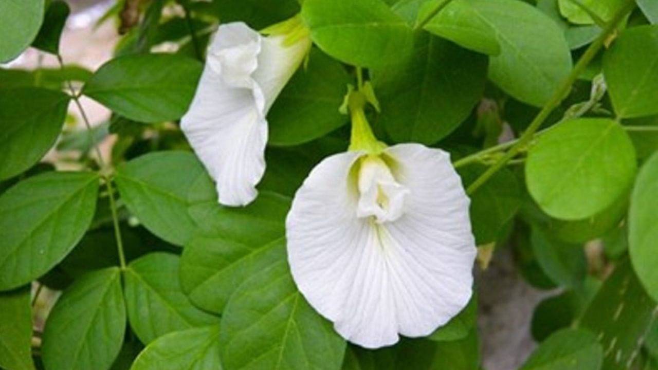 Vastu: সাদা অপরাজিতা গাছের শিকড় আটকে দিতে পারে ডিভোর্স! ফকির থেকে একলাফে বানাতে পারে রাজাও