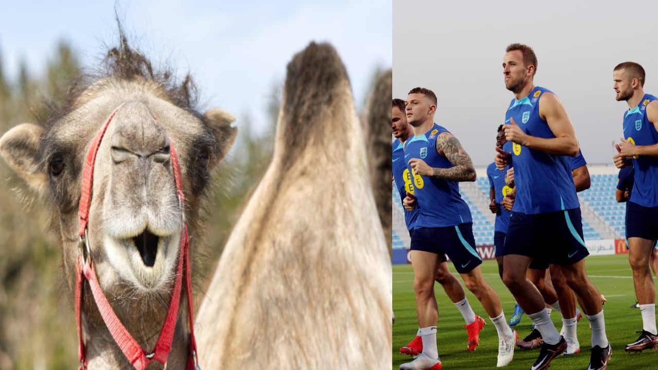 FIFA World Cup 2022: হোটেলের বাইরে উটের গর্জন, ঘুম ছুটলো হ্যারি কেনদের