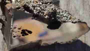 Alien Minerals In Meteorite: দুবছর আগে পৃথিবীতে পড়া উল্কাপিণ্ড থেকে এলিয়েন গুপ্তধন-এর সন্ধান পেলেন বিজ্ঞানীরা