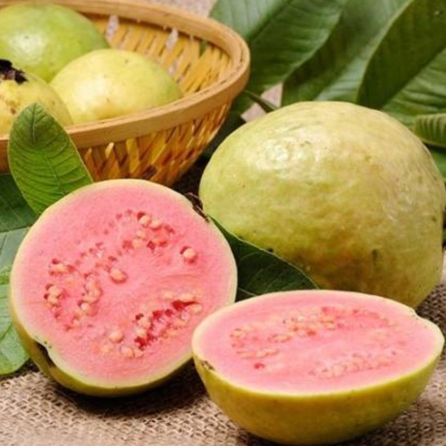 সর্দি-কাশি প্রতিরোধ করে: শীতের দিনে সর্দি-কাশির সমস্যা বেশি দেখা দেয়। পেয়ারা এবং এর পাতায় উপস্থিত ভিটামিন সি এবং আয়রন সর্দি-কাশি থেকে মুক্তি পেতে সাহায্য করে। তবে কাশি হলে পাকা পেয়ারা খাওয়া উচিত নয়। এছাড়া কাঁচা পেয়ারা খেলে শ্লেষ্মা কমে। তাই শীতকালে পেয়ারা অবশ্যই খাওয়া উচিত।