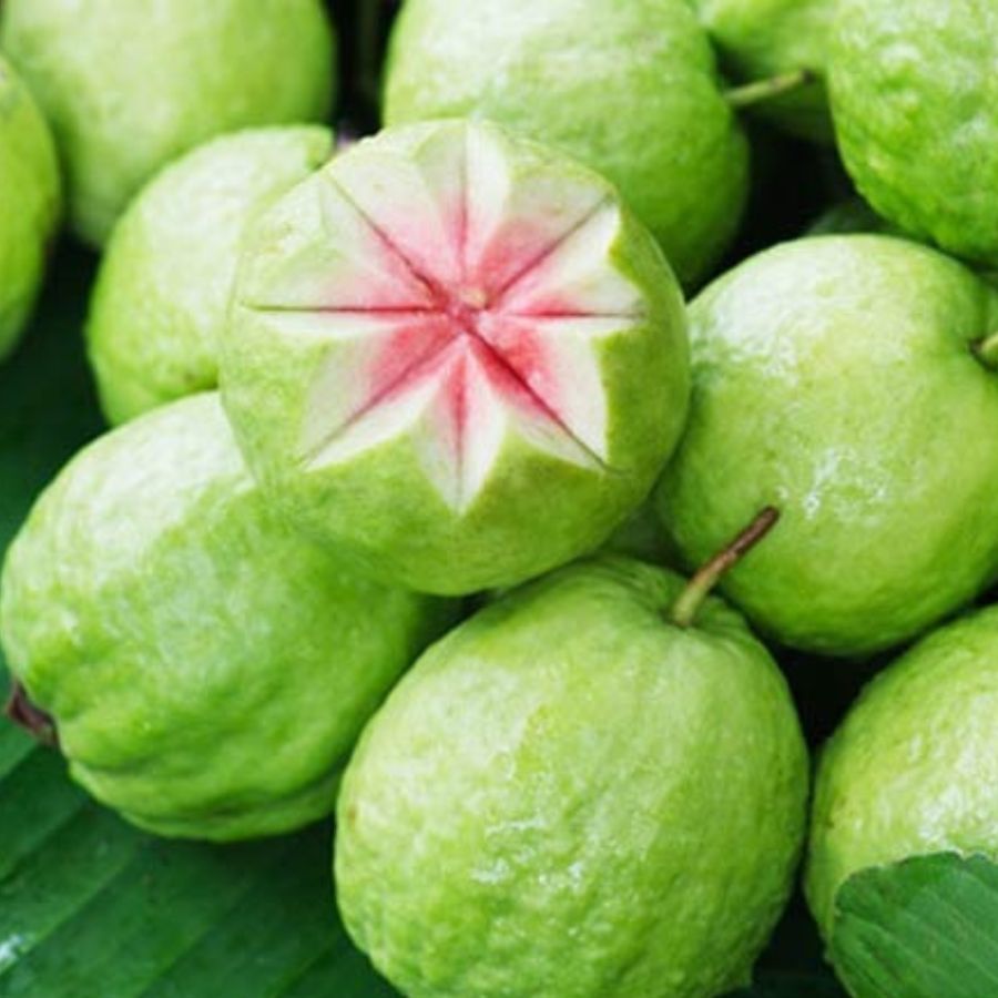 কোষ্ঠকাঠিন্যে উপশম করে: দুর্বল জীবনযাপন ও খাদ্যাভ্যাসের কারণে বর্তমানে অধিকাংশ মানুষ কোষ্ঠকাঠিন্যের সমস্যা ভোগেন। যদি কোষ্ঠকাঠিন্যের সমস্যায় ভুগে থাকেন এবং এর থেকে মুক্তি পেতে চান, তাহলে প্রতিদিন একটি করে পেয়ারা খান। এছাড়া শীতকালে পেয়ারা খেলে হজম প্রক্রিয়া শক্তিশালী হয়। পেয়ারায় প্রচুর পরিমাণে ডায়েটারি ফাইবার থাকে, তাই প্রতিদিন সকালে পেয়ারা খাওয়ার পরামর্শ দেন চিকিৎসকরা।