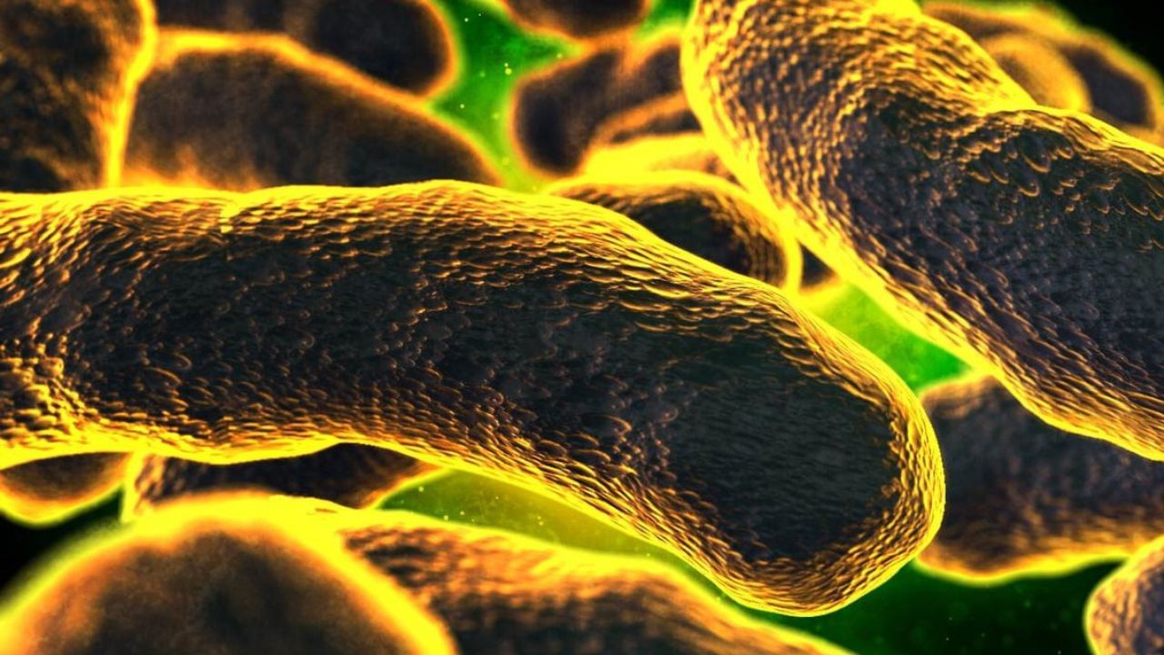 Bacterial Infection: ভারতে এক বছরে সাড়ে ৬ লাখ মৃত্যুর কারণ মাত্র ৫টি ব্যাকটেরিয়া, চিনে নিন প্রাণঘাতী অণুজীবগুলি
