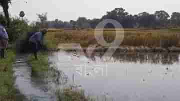 Bankura: অসময়ে সেচ খালের জলে প্লাবিত বিঘার পর বিঘা ধান, কপালে হাত কৃষকদের