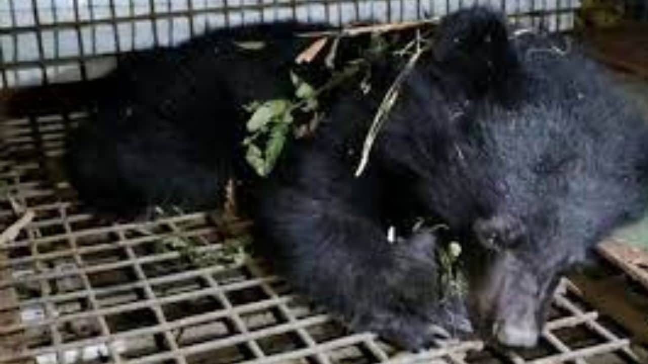 Jalpaiguri Bear Census: ডুয়ার্সে বাড়ছে ভাল্লুকের আনাগোনা, এবার গণনা শুরু করার পথে বনদফতর