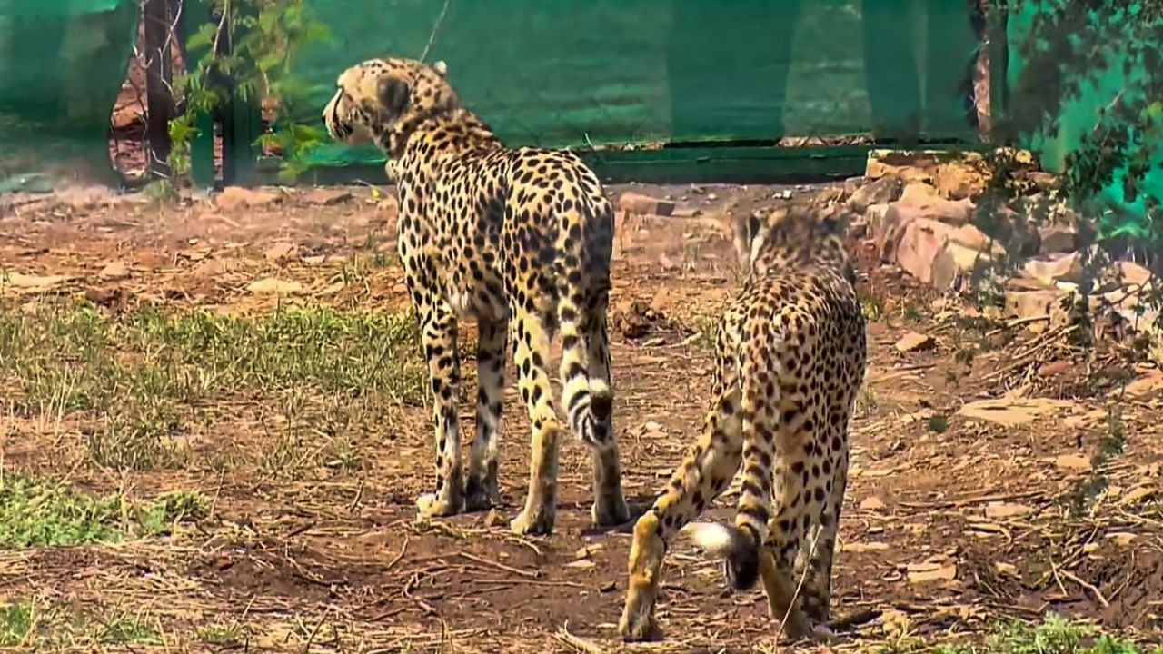 Namibia Cheetah: জঙ্গলে ছাড়া পাওয়ার পর প্রথম শিকার, ২ চিতার কবলে চিতল হরিণ