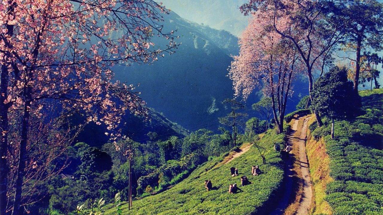 South Sikkim: চা বাগান জুড়ে আয়োজিত হয় চেরি ব্লসম উৎসব, সিকিমের কোন অফবিটে জানেন?