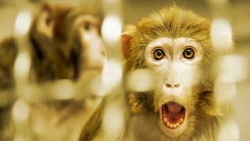 Monkeys In Space: মহাকাশে প্রজনন সম্ভব? বাঁদর পাঠিয়ে পরীক্ষা করতে চলেছে চিন