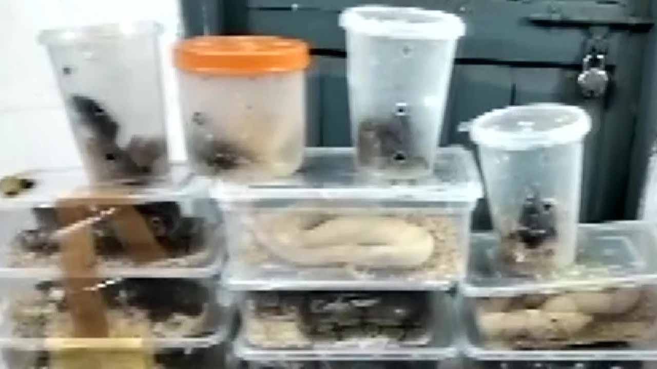 Snakes Recovered: ট্রেন যাত্রীর ব্যাগের মধ্যে কিলবিল করছে ২৮ খানা কোবরা, সহযাত্রীরাই খবর দিলেন পুলিশে Snakes Recovered: ট্রেন যাত্রীর ব্যাগের মধ্যে কিলবিল করছে ২৮ খানা কোবরা, সহযাত্রীরাই খবর দিলেন পুলিশে