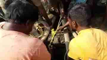 Crocodile Rescue: মালদায় উদ্ধার ৯ ফুটের ধড়িবাজ কুমির, পুনর্ভবায় কীভাবে ঢুকল বিশাল জলদানব?