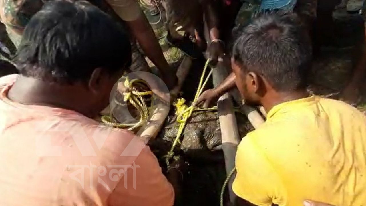 Crocodile Rescue: মালদায় উদ্ধার ৯ ফুটের 'ধড়িবাজ' কুমির, পুনর্ভবায় কীভাবে ঢুকল বিশাল জলদানব?