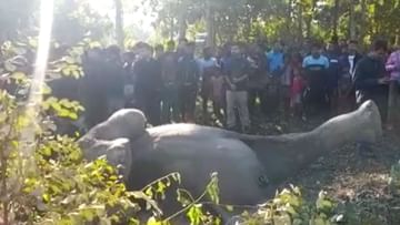 Alipurduar Elephant Death: ক্ষেতের মধ্যে পড়ে নিথর হাতি, মৃত্যুর কারণ নিয়ে ধোঁয়াশা বনকর্মীদের
