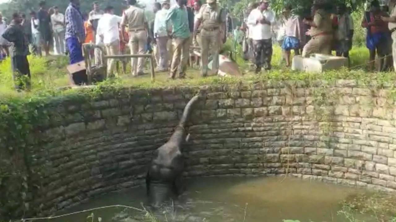 Watch: কুয়োয় পড়ে গিয়েছে হাতি, JCB মেশিনের সাহায্যে দেওয়াল ভেঙে শেষমেশ উদ্ধার