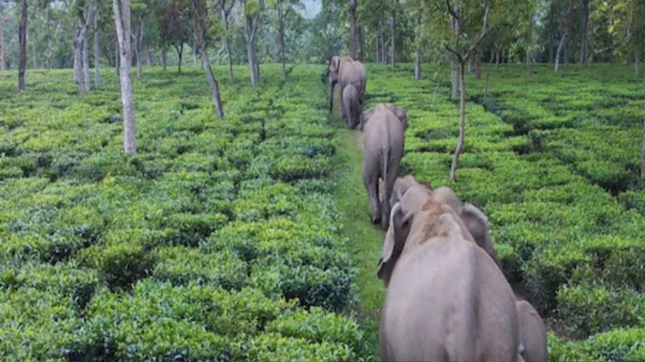 Jalpaiguri Elephant: সাতসকালে চা বাগানে ৩৫টি হাতির দল, আতঙ্কিত শ্রমিকরা