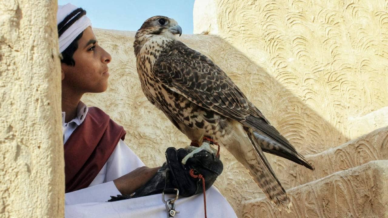 FIFA World Cup 2022: অক্টোপাস, বিড়াল অতীত; কাতার বিশ্বকাপের ভবিষ্যৎ বক্তা বাজপাখি নেয়ার