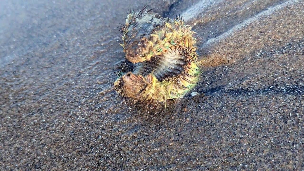 Green Alien: স্কটল্যান্ডের সমুদ্র সৈকতে ভেসে এল সবুজ এলিয়েন, সত্যিই কি ভিনগ্রহী?