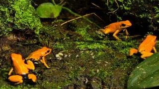 Black Softshell Turtle: দুই বাংলার মাজারে, মন্দিরে বন্যপ্রাণ সংরক্ষণের ‘বিরল’ গল্প