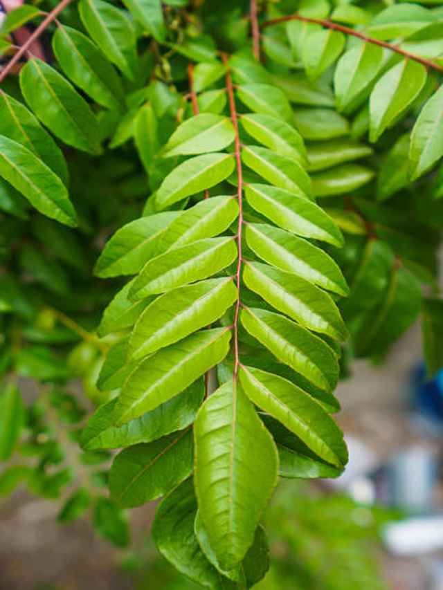 ওজন কমাবে কারি পাতা! – TV9Bangla | Here Is How You Can Eat Curry Leaves