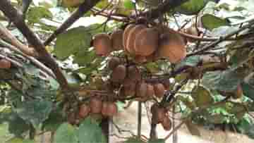 Kiwi Fruit: স্বাস্থ্যের জন্য অতি উপকারী, কিন্তু কিনবে কে? অপরিচিত বিদেশি ফল চাষ করেই মাথায় হাত কৃষকদের