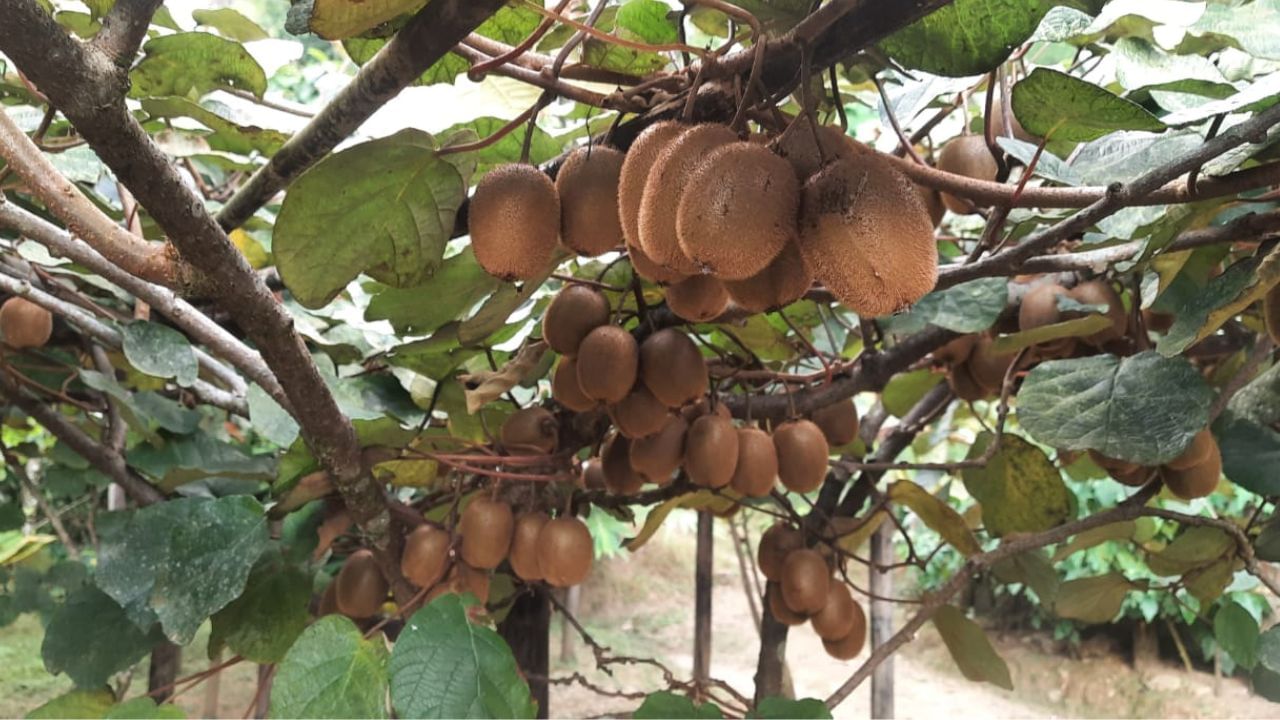 Kiwi Fruit: স্বাস্থ্যের জন্য অতি উপকারী, কিন্তু কিনবে কে? 'অপরিচিত' বিদেশি ফল চাষ করেই মাথায় হাত কৃষকদের