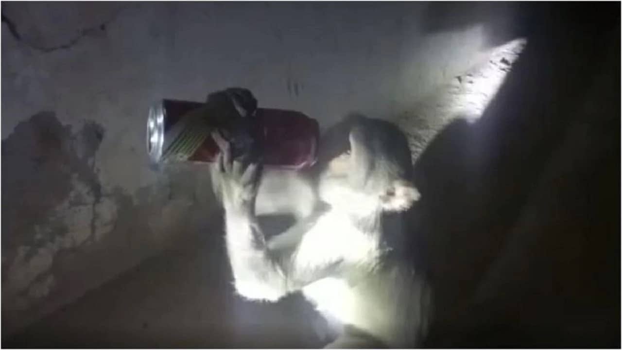 Watch: বোতল ছিনিয়ে বিয়ার পান করছে বাঁদর, রায়বেরিলির মদ দোকানে আতঙ্ক, কাস্টমারদের আসা বন্ধ