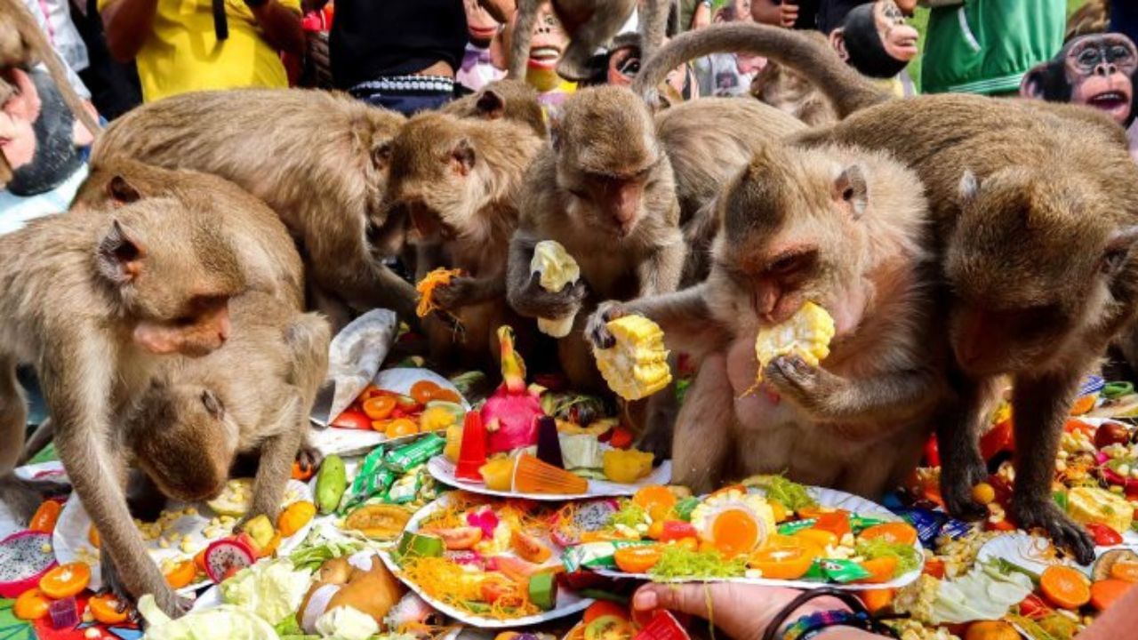 As they feed on the fruits of the trees, many people offer them food when they visit the area.  But in a city in South Asia, a feast is organized for a group of monkeys!  Plates filled with various food items are allotted only for the monkeys to eat. 