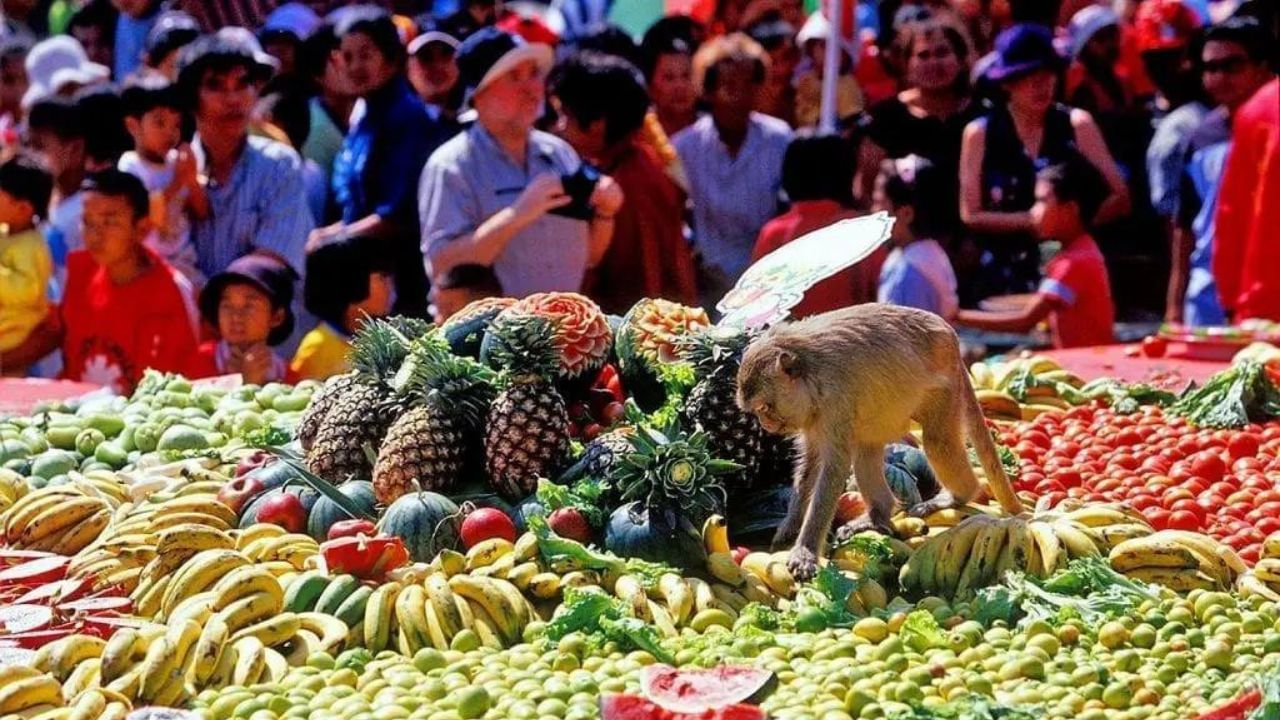 It is a sight to see when the monkeys throng this festival organized for the monkeys of the city.  The city is 150 km north of Bangkok, the capital of Thailand.  A picture of a monkey is also used in the symbol of this province.  Hundreds of artificial bull statues were lined up along the three pagodas in the temple courtyard by some volunteers from the city.  They hold a plate full of food. 