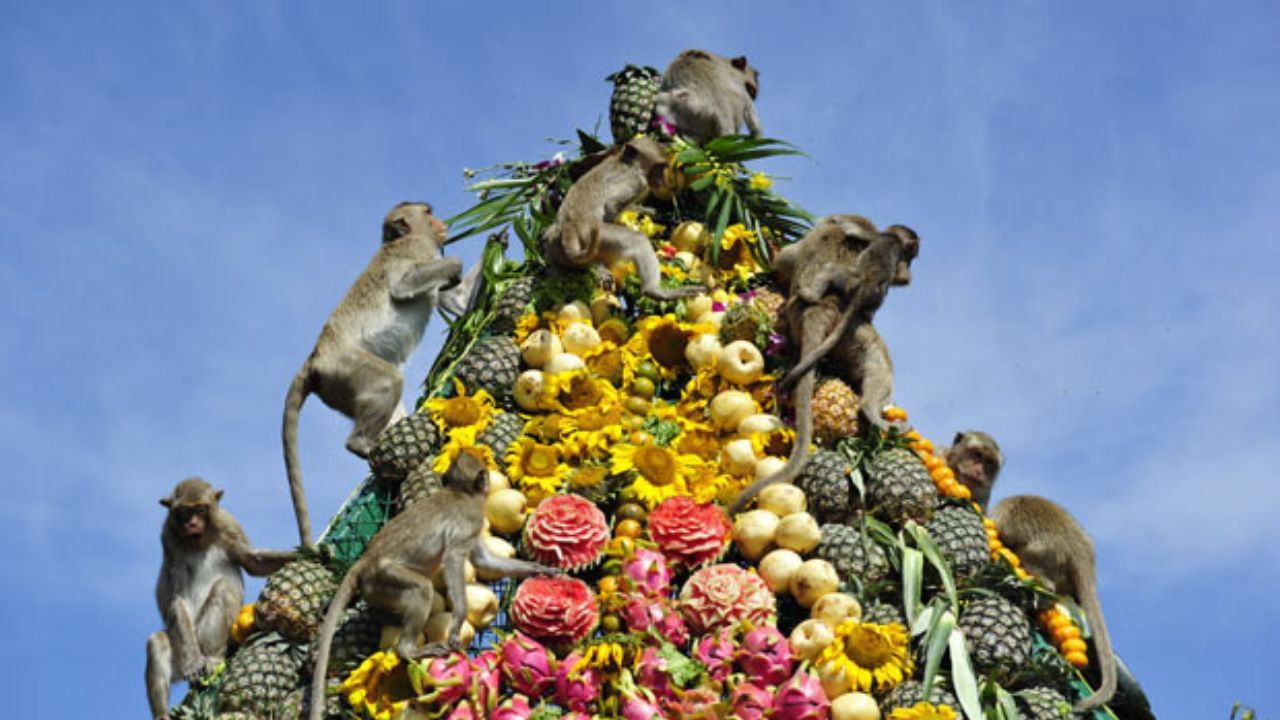 The city of Lopburi is already famous as the city of monkeys!  Because the monkey community has a deep connection with this city.  Every year a feast of monkeys is organized in this city.  To be more specific – monkeys are invited to feast at this festival at Phra Prang Sam Yat Temple in Lopburi Province, Thailand!