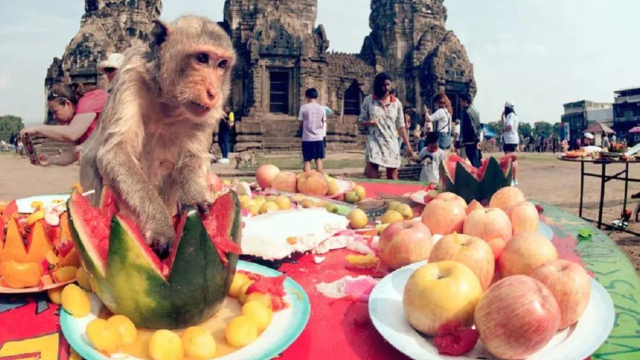 Within no time, a group of monkeys gathered in the temple premises.  He started the feast with three jumps of joy!  Sometimes they even taste each other's food.  As the local people come to see this scene, many tourists also reach there to see this scene.  Many people also believe that this monkey feast is organized with the aim of attracting tourists.