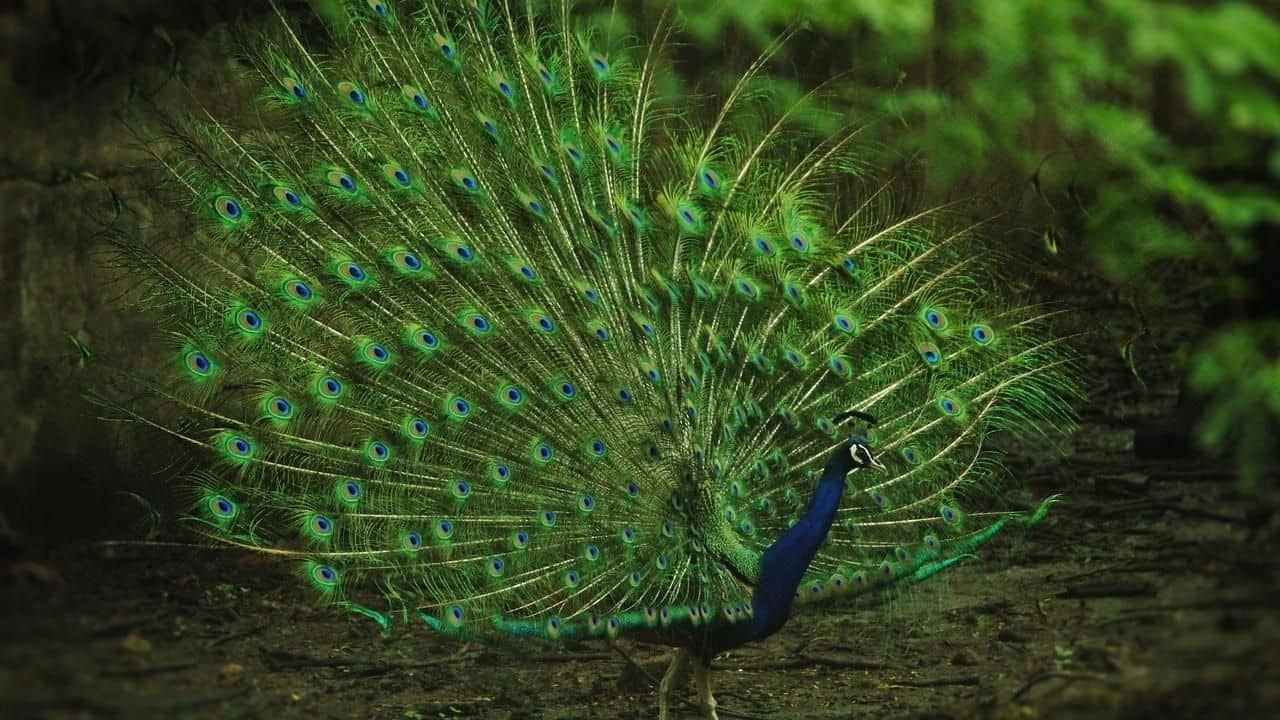 Maharashtra: ময়ূরে ময়ূরে ছয়লাপ গ্রামের রং এখন বিদ্যুতের মতো নীল! বিস্ময়ের অপর নাম মোরাচি চিঞ্চোলি