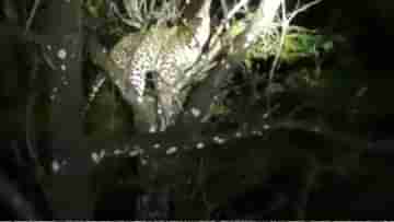 Leopard: গাছের মগডালে জ্বলজ্বল করছে কার চোখ? গাড়ি থামাতেই শিরদাঁড়া দিয়ে বয়ে গেল ঠান্ডা স্রোত