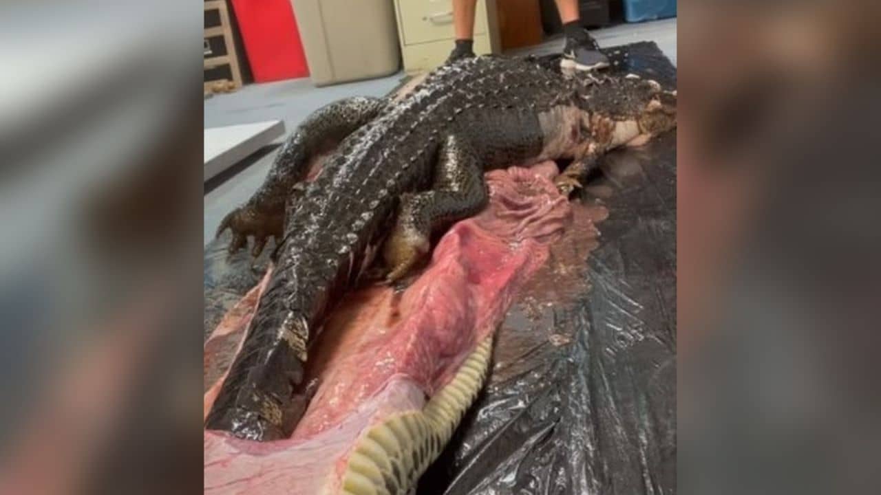 Florida Python: বিশালাকার পাইথনের পেটে এত বড় কুমির! ভিডিয়ো না দেখলে বিশ্বাসই করবেন না