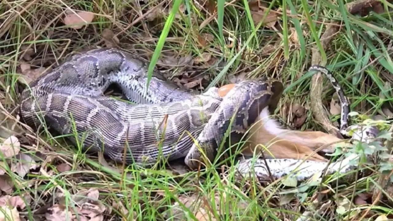 Watch: মাত্র কয়েক সেকেন্ডে আস্ত একটা হরিণ গিলে হাপিশ করে দিল বিরাট অজগর, দেখুন