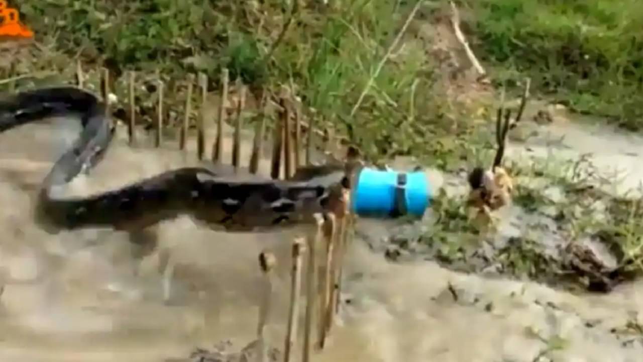 Watch Video: জ্যান্ত মুরগির টোপ দেখিয়ে ফাঁদে বিশাল অজগর, তার ছটফটে অবস্থা দেখে নেটিজ়েনদের প্রাণ ওষ্ঠাগত