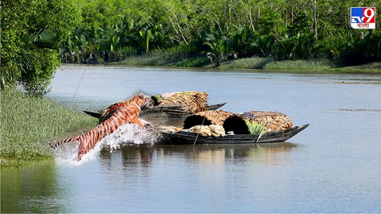 Royal Bengal tiger: জঙ্গল থেকে বেরিয়ে একলাফে নৌকায়, থাবা তুলে কামড় ঘাড়ে, বাঘে-মানুষে টানাটানি সুন্দরবনে