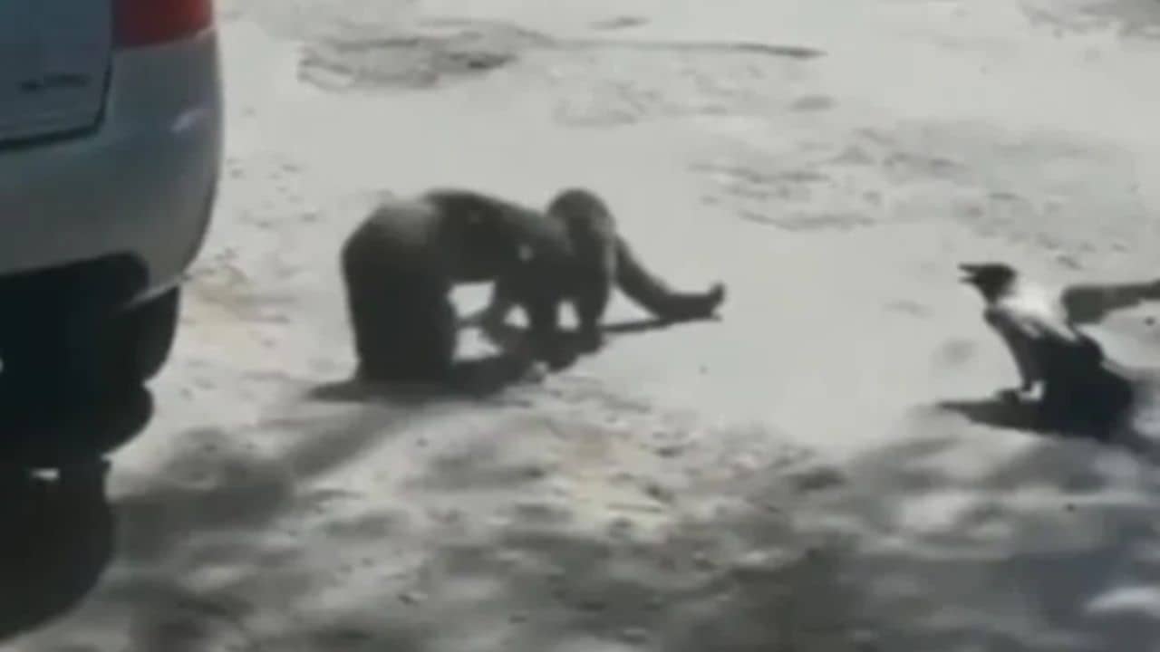 Watch: কাকের ঠোক্করে বিড়াল পরিবারে মহা অশান্তি, হাতাহাতি পর্যন্ত গড়াল, দেখুন মজাদার কাণ্ড