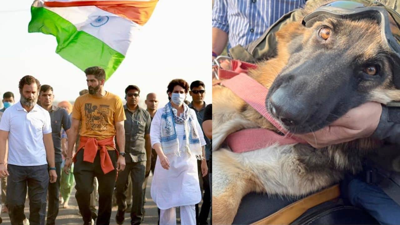 Rahul Gandhi: রাহুলের ভারত জোড়োয় সওয়ারি সারমেয়, কী বলছেন জার্মান শেফার্ডের মালিক?