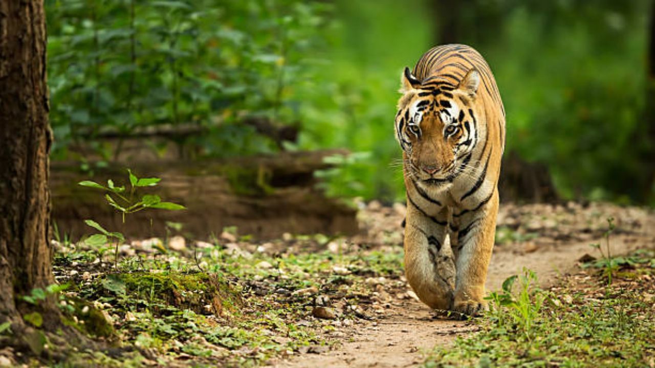 Tiger Reserve: উত্তর প্রদেশের রানিপুর এখন দেশের ৫৩তম টাইগার রিজার্ভ