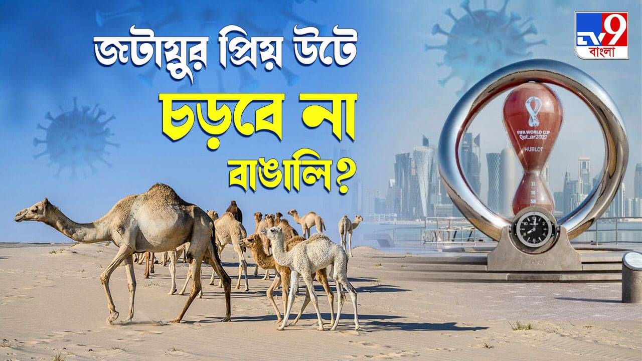 Camel Flu: কাতারের উটের সূত্র ধরেই কি পরবর্তী অতিমারি ছড়ানোর আশঙ্কা? সতর্কবার্তা হু-র