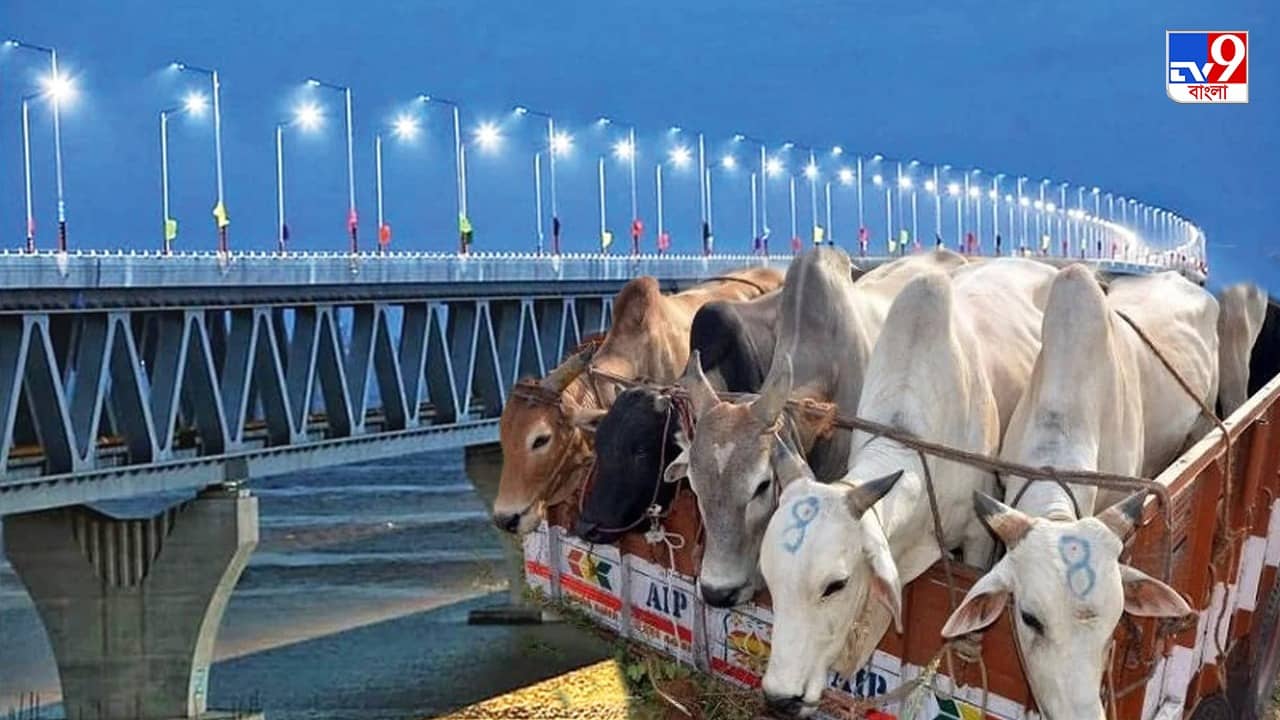 Cow Smuggling Case: পদ্মা সেতুতেও গরু পাচার যোগ! CID-র হাতে চাঞ্চল্যকর নথি, নজরে তিন ভাগ্নে