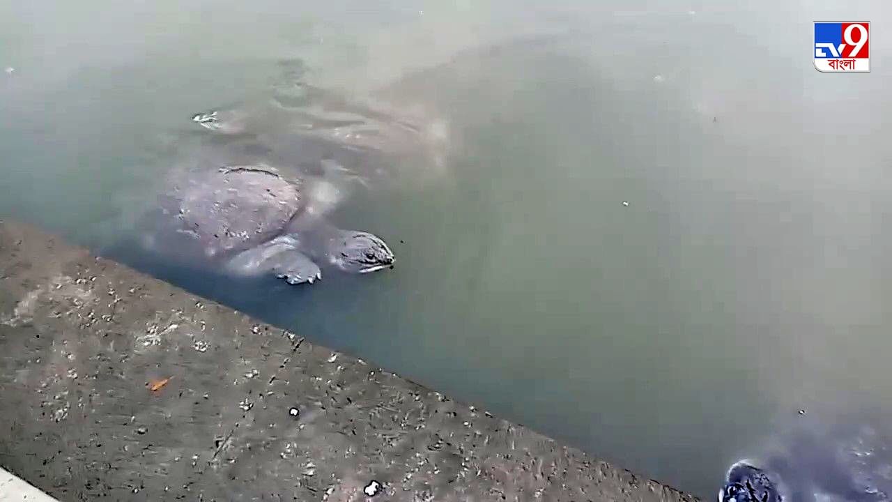 Black Softshell Turtle